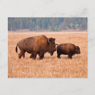 Carte Postale Bison d'Amérique (Bison bison) Vache et Veau