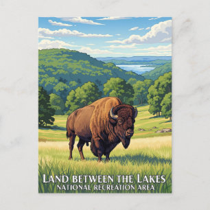 Carte Postale Bison dans la terre entre les lacs Kentucky