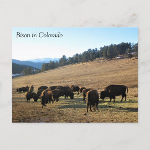Carte Postale Bison dans le Colorado