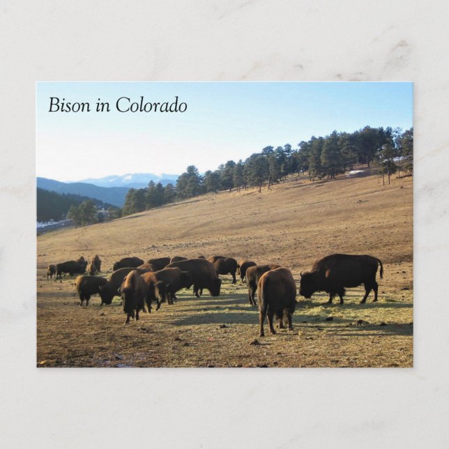 Carte Postale Bison dans le Colorado (Devant)