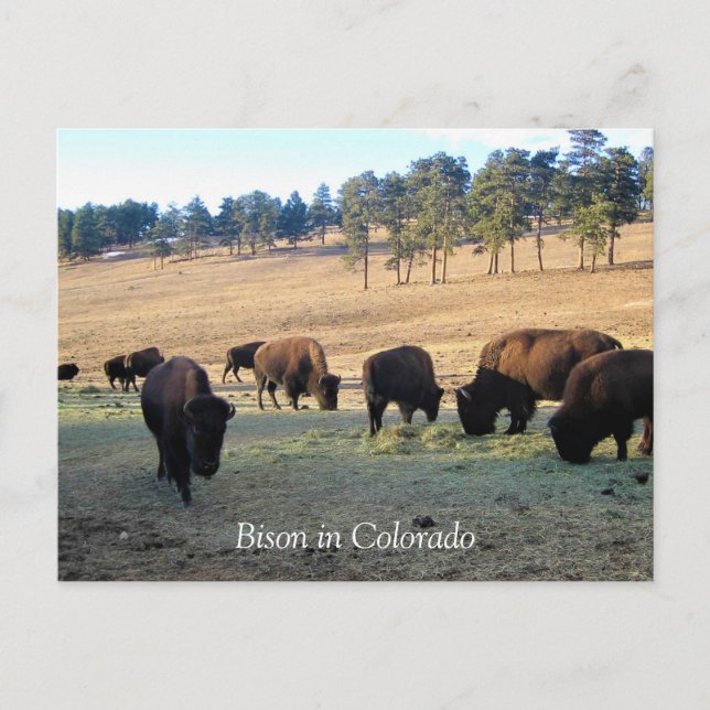 Carte Postale Bison dans le Colorado (Devant)