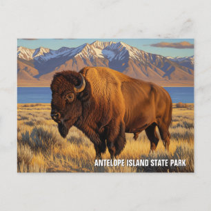 Carte Postale Bison dans le parc national d'Antelope Island dans