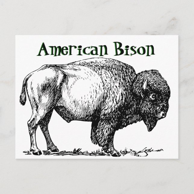 Carte Postale Bison de Buffalo américain (Devant)
