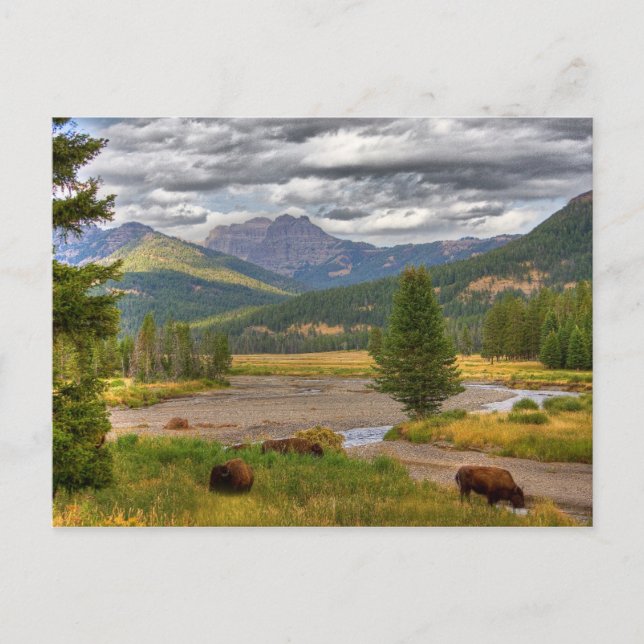 Carte Postale Bison de Yellowstone (Devant)