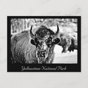 Carte Postale Bison de Yellowstone gelé