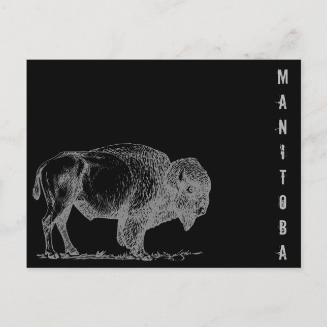 Carte Postale Bison du Manitoba (Devant)