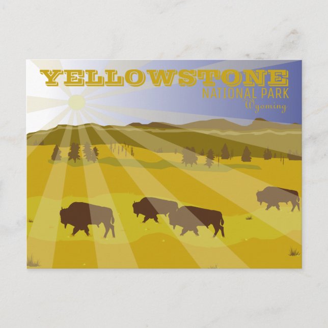 Carte Postale Bison du parc national de Yellowstone, Wyoming (Devant)