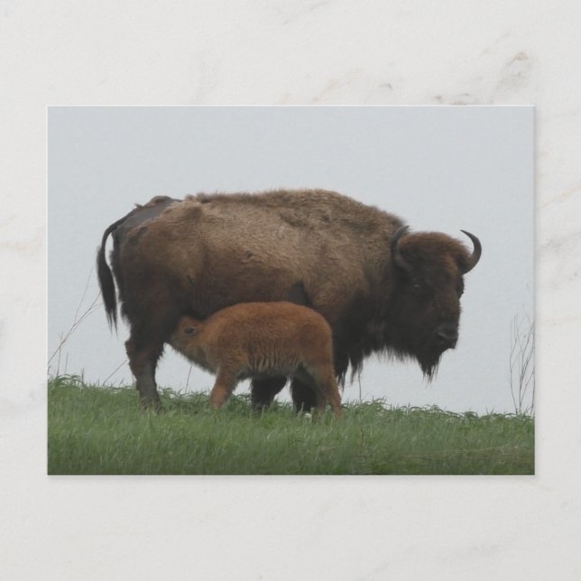 Carte Postale Bison et veau en soins infirmiers (Devant)