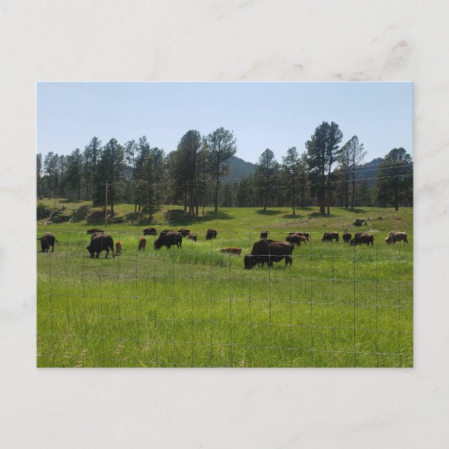 Carte Postale Bison Farm dans l'ouest américain (Devant)