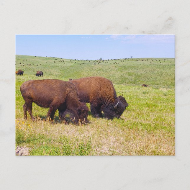 Carte Postale Bison Herd, Parc d'état de Custer, Dakota du Sud (Devant)