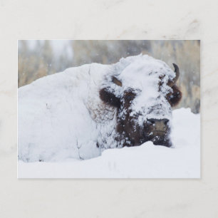 Carte Postale Bison mâle, pelage d'hiver