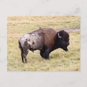 Carte Postale Bison mâle poussiéreux dans le parc national de Ye