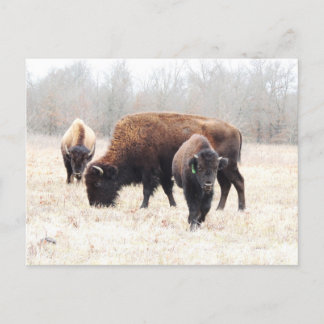 Carte Postale Bison Prairie