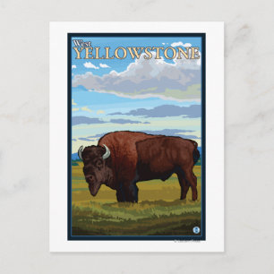 Carte Postale Bison Scene - West Yellowstone, Montana