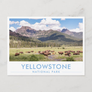 Carte Postale Bisons au Parc National de Yellowstone Eté Montagn