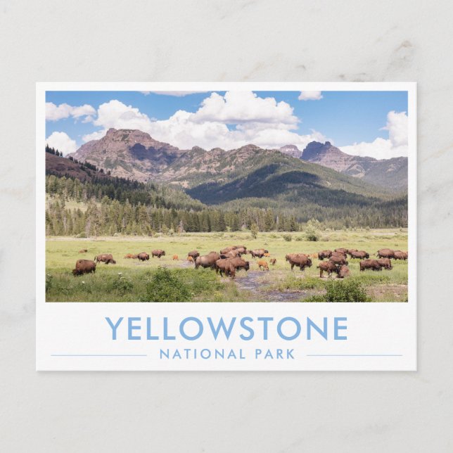 Carte Postale Bisons au Parc National de Yellowstone Eté Montagn (Devant)