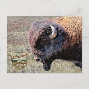Carte Postale Bisons du Parc national de Yellowstone