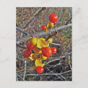 Carte Postale Bitsweet Vine Berries Produits