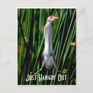Carte Postale Bittern, Juste Hangin' Out