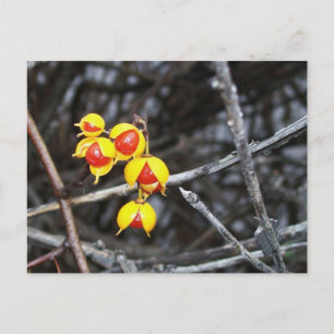 Carte Postale Bittersweet Berries