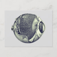 Bizarre moderne Vintage Eyeball détail dessin gris