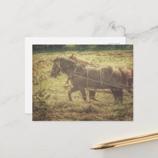 Carte Postale Black and Sorrel Amish Horses Mowing Hay (Devant/Arrière en situation)