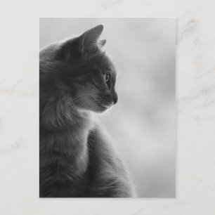 Carte Postale Black and White, Cat in Profile.