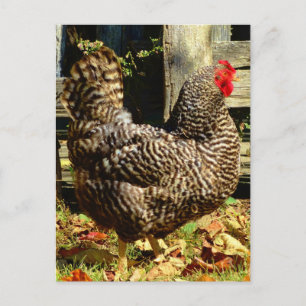 Carte Postale Black and white chicken