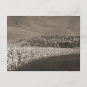 Carte Postale Black and White Fields Of Grain