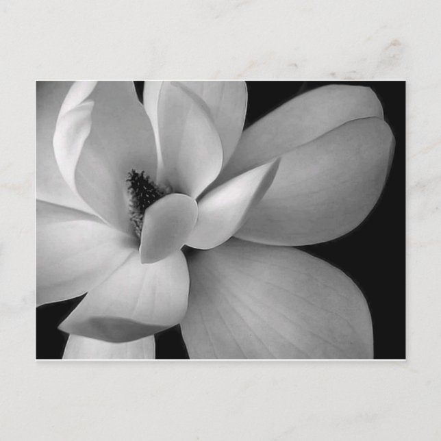 Carte Postale black and white flower-7256-hd-wallpapers.jpg (Devant)