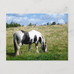 Carte Postale Black and White Horse / Pony Postcard
