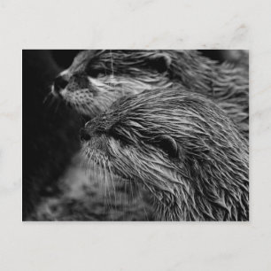 Carte Postale Black and White Otters