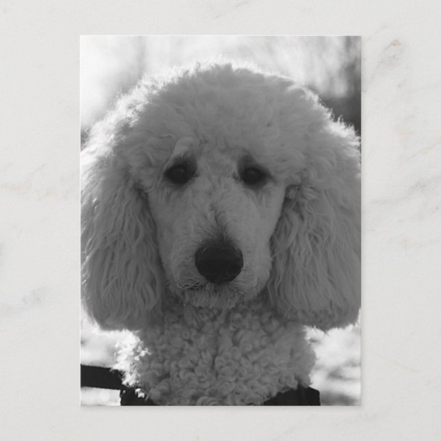 Carte Postale Black and White Poodle Face Puppy Eyes (Devant)