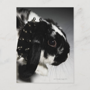 Carte Postale Black and white rabbit with Étudiant ded collar