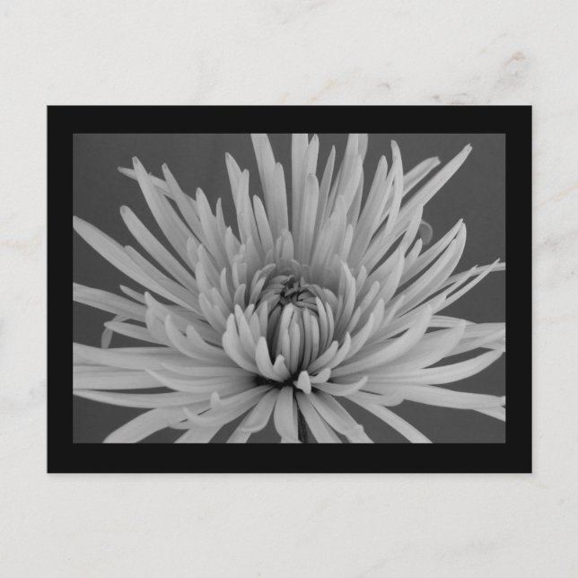 Carte postale Black and White Spider (Devant)
