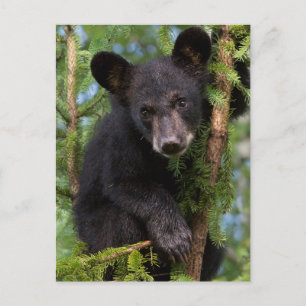Carte Postale Black Bear Cub Jouer dans les arbres