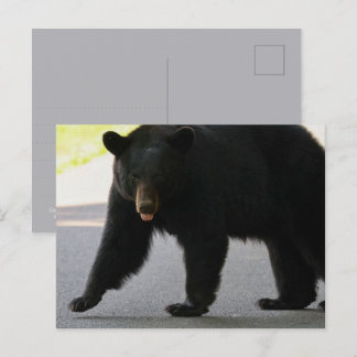 Carte Postale Black Bear in Cades Cove - Great Smokey Mountains 