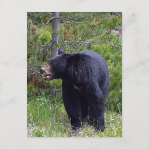 Carte postale Black Bear Wildlife
