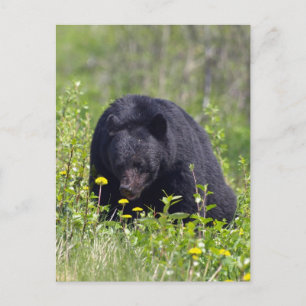 Carte postale Black Bear Wildlife