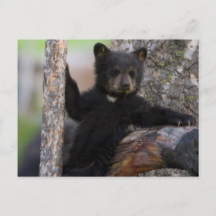 Carte Postale Black Bears Cub Lounge