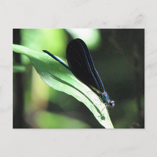 Carte postale Black & Blue Damselfly (Devant)
