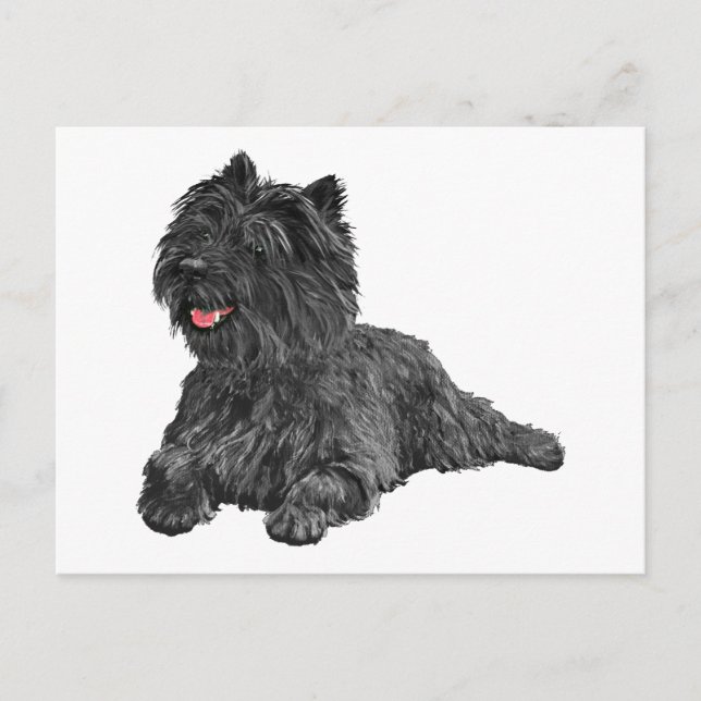 Carte Postale Black Cairn Terrier (Devant)