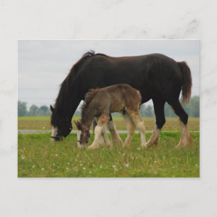 Carte Postale Black Clydesdale et Filly