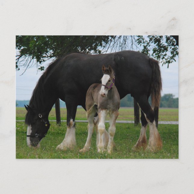 Carte Postale Black Clydesdale et Filly (Devant)