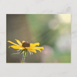 Carte Postale Black Eyed Susan