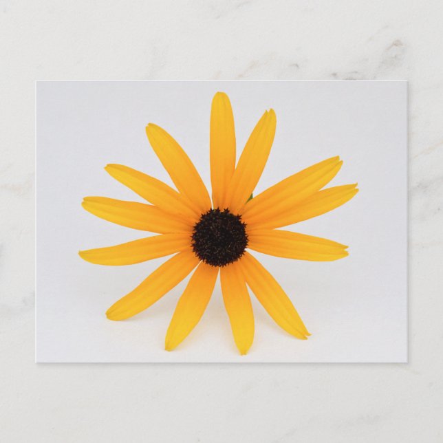 Carte Postale Black Eyed Susan (Devant)
