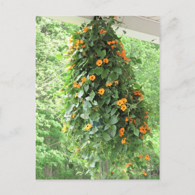 Carte Postale Black Eyed Susan Vine (Devant)