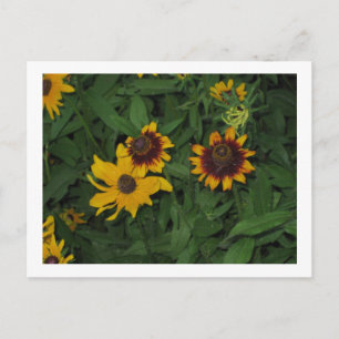 Carte Postale Black Eyed Susans at Longwood Gardens, PA