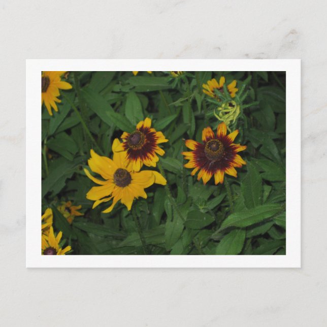 Carte Postale Black Eyed Susans at Longwood Gardens, PA (Devant)