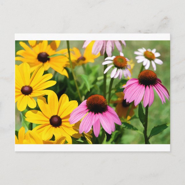 Carte Postale Black Eyed Susans et Pink Coneflower Daisy Garden (Devant)